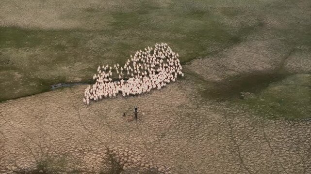 Aerial view of a large flock of sheep being herded across a dry, cracked landscape