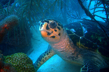 Obraz premium Close-up of a hawksbill sea turtle resting on a coral reef in the Caribbean
