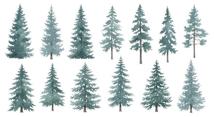 Obraz premium Watercolor Pine and Spruce Tree Collection, Misty Coniferous Forest Illustration