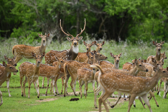 Large Herd of Spotted Deer with a Dominant Stag in the Wild