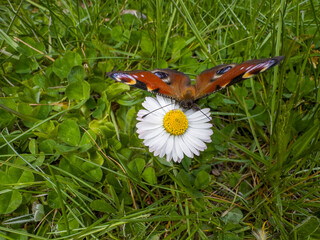 Kolorowy motyl pawik na trawie  na wiosennej łące © Kamil_k2p