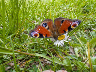 Kolorowy motyl pawik na trawie  na wiosennej łące © Kamil_k2p