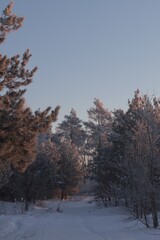 Fototapeta premium Snow covered pine forest path with warm orange sunrise light glowing on frost covered branches against a clear cold blue grey winter morning sky