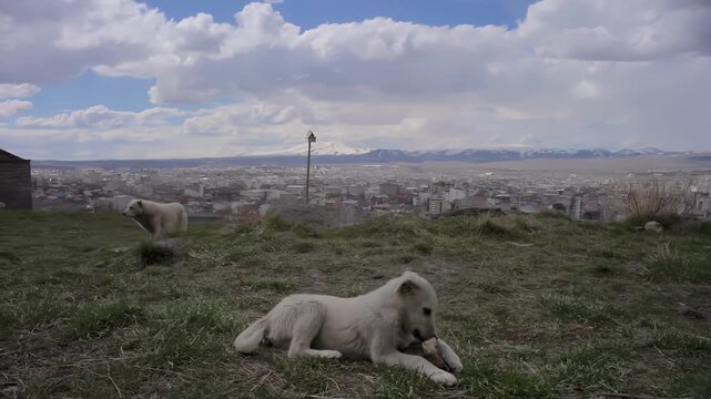Several dogs relax on a grassy hill overlooking a city and distant mountains