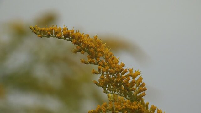Close up of arching goldenrod plume with bright yellow flowers swaying in soft breeze against pastel sky with dreamy bokeh background
