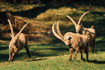 Group of alpine ibex (Capra ibex) in natural habitat in the Swiss Alps near Pontresina, Switzerland. Wild mountain goats in various poses on alpine meadow, wildlife scene in high mountains  © Oleksandr