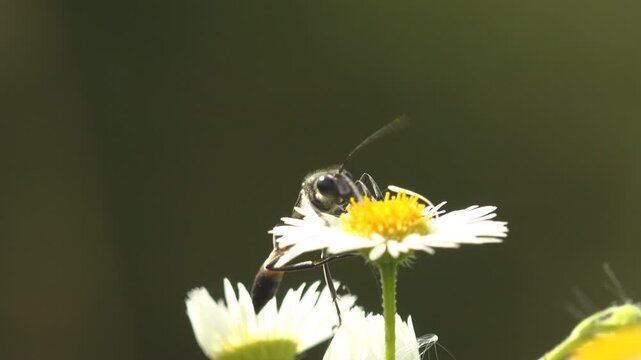 Macro close up of slender black orange wasp visiting small white fleabane daisy with yellow center, backlit petals against deep green blurred background