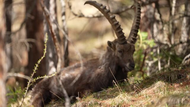 Alpine ibex in natural habitat in Swiss Alps near Pontresina, wildlife mountain scene