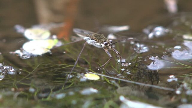 Extreme macro of water strider standing on pond surface with submerged hornwort plants, sunlight reflections and oxygen bubbles in clear freshwater
