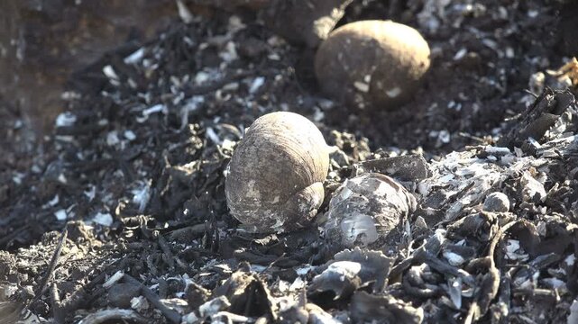 Macro of heat-damaged land snail shells on blackened ash and charred grass after wildfire, showing habitat destruction and biodiversity loss on burnt meadow