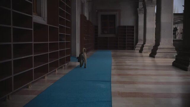 Curious dog explores an empty library with tall shelves and marble columns