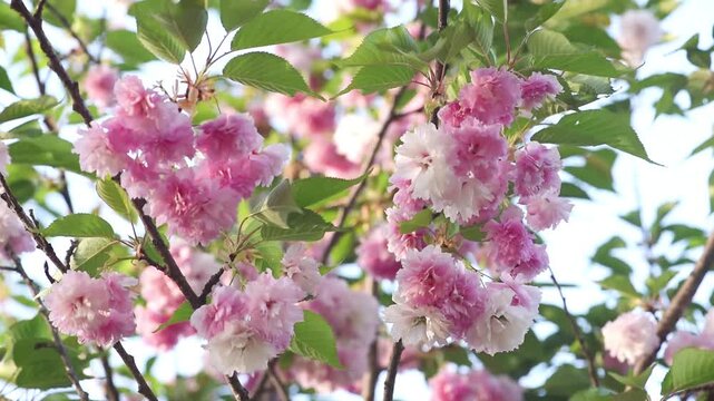 Japanese Sakura blossom background - Branches in full bloom with pink flowers blooming in spring garden - Springtime flowering cherry tree nature landscape.