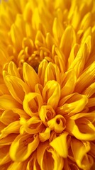 Fototapeta premium Lush golden yellow chrysanthemum in extreme macro detail — warm petals texture and spiral bloom for summer 2026 floral backgrounds, beauty brands and positive lifestyle design.