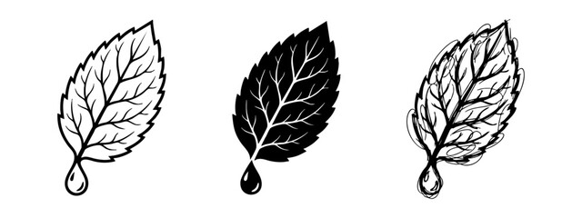 Set of Three Stylized Mint or Herbal Leaves with Water Drops in Line Art, Silhouette, and Sketch Style © Maksym cvc