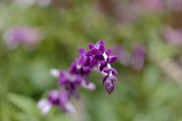 Obraz premium Flora of Gran Canaria - Salvia leucantha, Mexican bush sage, garden escape on the islands, natural macro floral background 