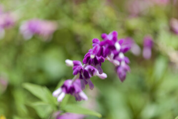 Fototapeta premium Flora of Gran Canaria - Salvia leucantha, Mexican bush sage, garden escape on the islands, natural macro floral background 