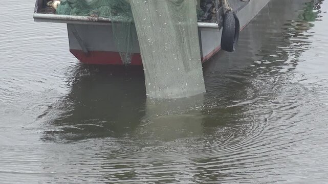 Fishermen in green raincoats haul a dripping seine net over a fishing boat, spilling small silver fish as seagulls swoop nearby. Authentic commercial inland fishing
