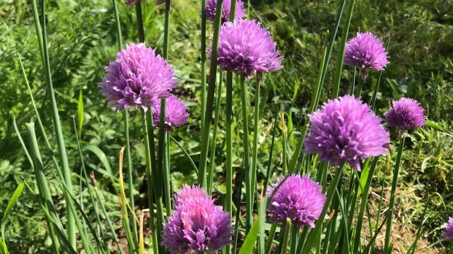 Chive, herb with flowers in spring in a garden in Germany