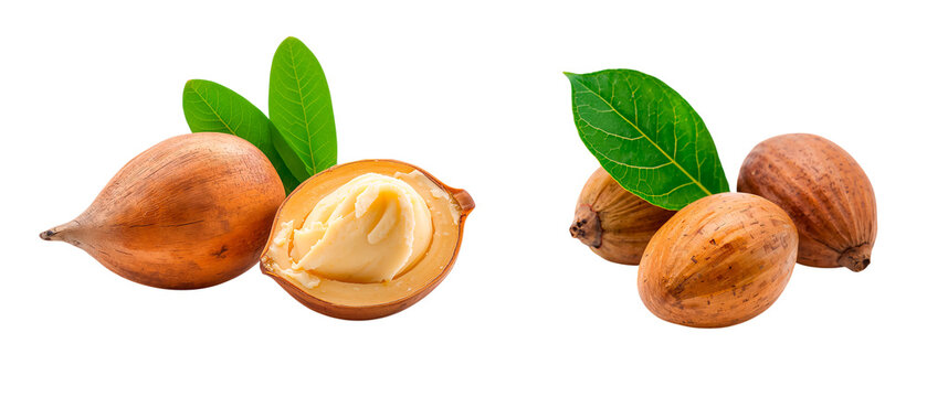 Shea nuts with leaves isolated on transparent background