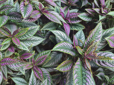 Strobilanthes Dyeriana plant. Also called Persian Shield, it is an evergreen tropical plant in the Acanthaceae family. Known for its bright, shimmering leaves in shades of purple, silver, and green.