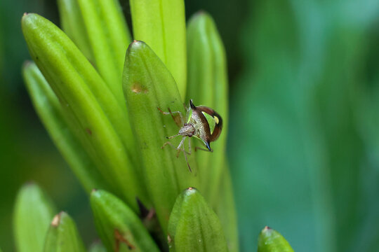 Close up macro shot of small brown tree hopper insect resting peacefully on vibrant bright green stalk of tropical plant with softly blurred background