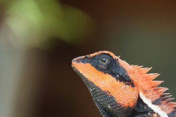 Close up portrait of beautiful wild reptile colorful orange and black forest crested lizard with focused eye expression on blurred green background in tropical jungle environment © CoreRock