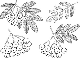 Hand-drawn rowan berry branches with leaves, black and white line leaf nature © Lisa_Stock