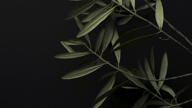 Olive branch macro on black background slow motion copy space 4k