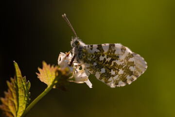 Motyl zorzynek rzeżuchowiec (Anthocharis cardamines) na kwiatach czosnaczku w porannym świetle © Elżbieta Kaps