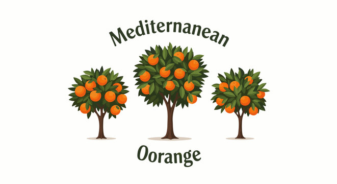 Three fruit trees with ripe oranges, labeled Mediterranean Orange
