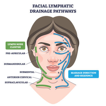 Facial lymphatic drainage pathways on a woman s face with arrows and lymph nodes, illustrating detox flow and massage sequence for de-puffing and circulation. Outline diagram