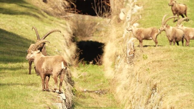 Alpine ibex in natural habitat in Swiss Alps near Pontresina, wildlife mountain scene