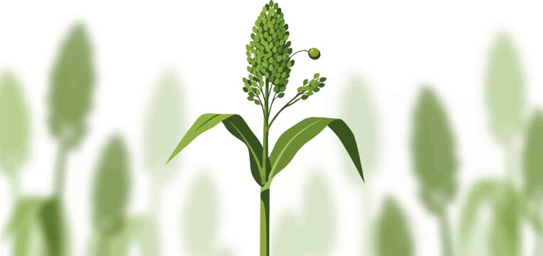 A single green sorghum stalk with a seed head and leaves on a white background