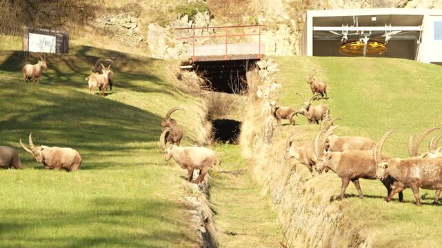 Alpine ibex in natural habitat in Swiss Alps near Pontresina, wildlife mountain scene