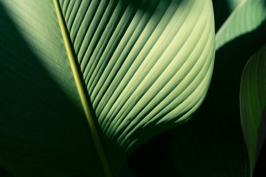 Luxury of Palm leaf with dramatic sunlight, Tropical foliage pattern in deep teal and emerald tones with elegant shadows.
