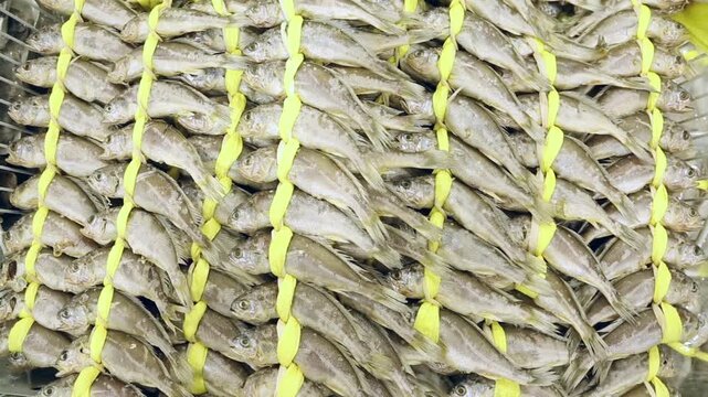 굴비 조기 수산물 시장 식재료 서울: 대한민국 서울의 수산시장에서 노란 끈으로 엮여 진열된 신선한 굴비(말린 조기)들의 모습입니다. 한국 전통의 수산물 보관 및 판매 방식을 보여주며, 명절 선물이나 건강한 식재료로서의 가치를 클로즈업하여 담아낸 실외 영상입니다.
