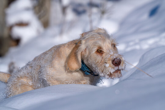 walking with the puppy, a pudelpointer with light coat, a hunting dog, on the mountain, at a sunny winter day with fresh snow