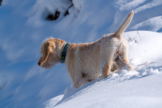 walking with the puppy, a pudelpointer with light coat, a hunting dog, on the mountain, at a sunny winter day with fresh snow