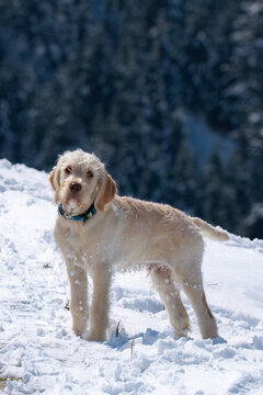 walking with the puppy, a pudelpointer with light coat, a hunting dog, on the mountain, at a sunny winter day with fresh snow