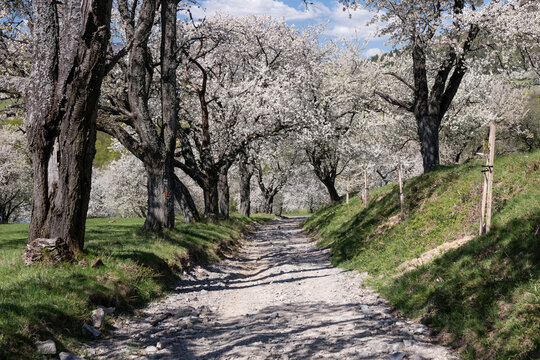 Scenic dirt road passing through a historic blooming cherry orchard in Brdarka village, Slovakia, during a sunny spring day