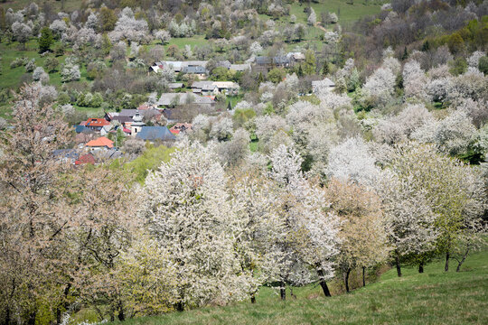 Hundreds of blooming cherry trees surrounding a small traditional village Brdarka in spring, Slovakia