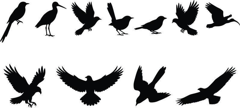 Set of various bird silhouettes including flying eagle hawk sparrow and standing heron isolated on white background for nature wildlife and conservation design