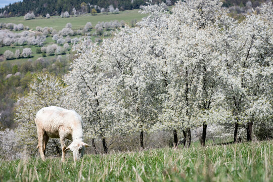 Close-up of sheep grazing in a sunlit meadow with blooming cherry trees in the background, Brdarka, Slovakia