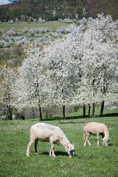 Close-up of sheep grazing in a sunlit meadow with blooming cherry trees in the background, Brdarka, Slovakia