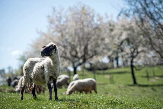 A flock of sheep grazing in a traditional blooming cherry orchard during a sunny spring day, Brdarka, Slovakia