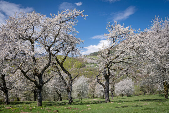 Majestic old cherry trees in full white bloom against a blue sky in Brdarka, Slovakia.
