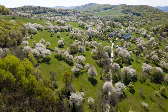 Aerial view of hundreds of blooming cherry trees surrounding a small traditional village Brdarka in spring, Slovakia