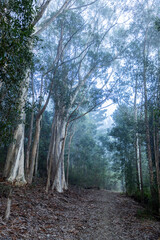 Fototapeta premium road through trees in the mist at sunrise, Swellendam, South Africa