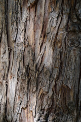 Fototapeta premium Tree bark texture resembling Maclura pomifera with sunlight rays