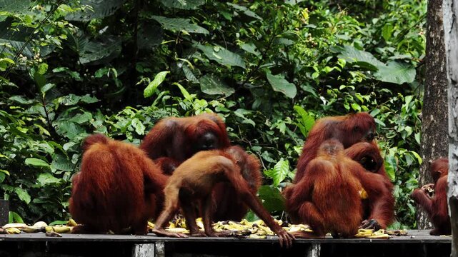Wild orangutan eating food banana in rainforest, monkeys, national park, Malaysia, wildlife, primates, jungle, forest, nature, animal, habitat, tropical, environment, outdoor, endangered, ape